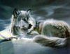 shroudedwolf51